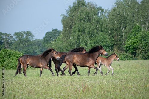 Rennende kudde Exmoor Pony's photo