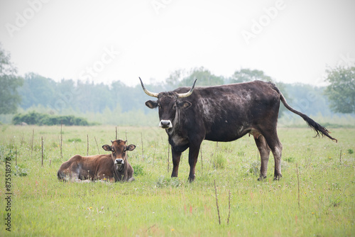 Tauros met liggend kalf photo