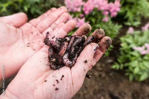 Regenwurm (Lumbricus terrestris) auf einer Kinderhand photo