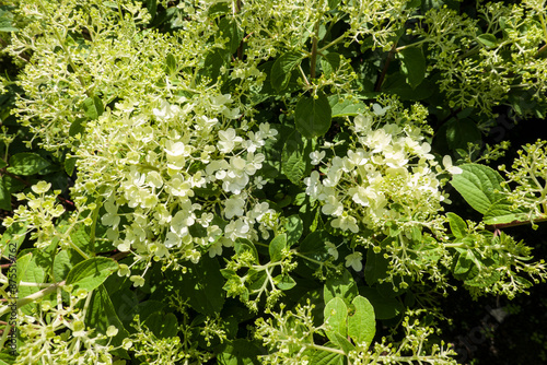 Rispen-Hortensie (Hydrangea paniculata) photo