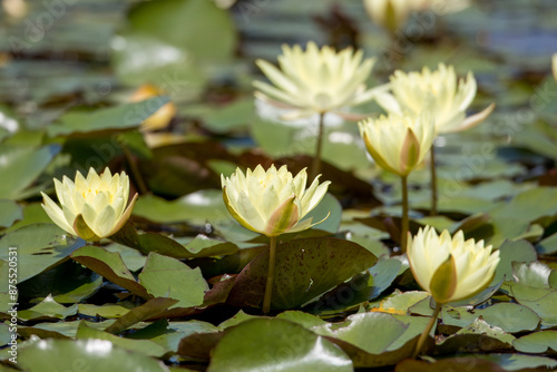 Wallpaper Mural 池に咲く黄色のスイレン Torontodigital.ca