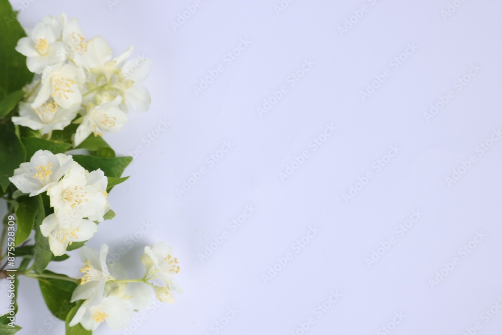 Beautiful jasmine flowers on white background, top view. Space for text Beautiful jasmine flowers on white background, top view. Space for text