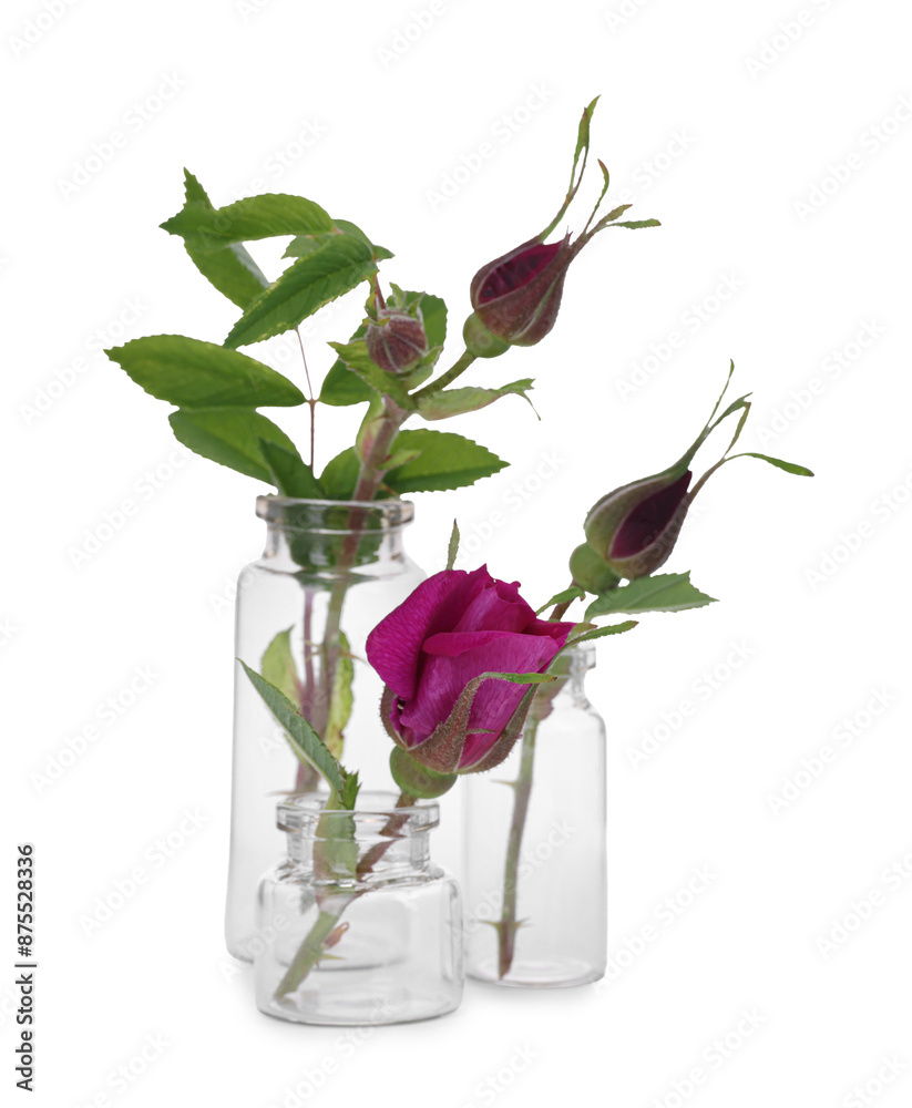 Fototapeta premium Beautiful roses in glass bottles isolated on white