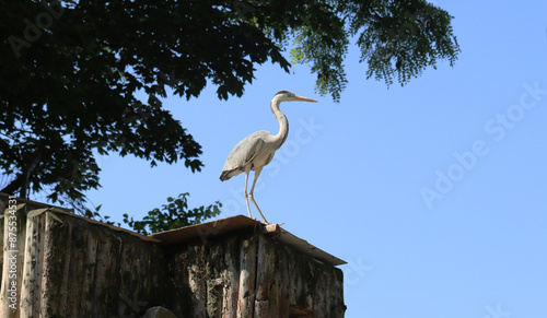 The grey heron (Ardea cinerea)