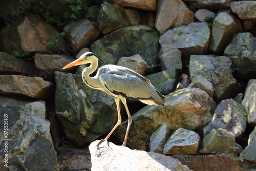 The grey heron against the background of stones