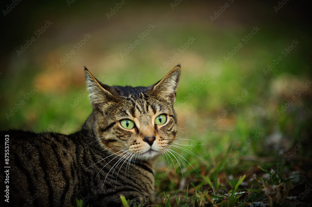 Tabby cat sitting in a field with grass Tabby cat sitting in a field with grass