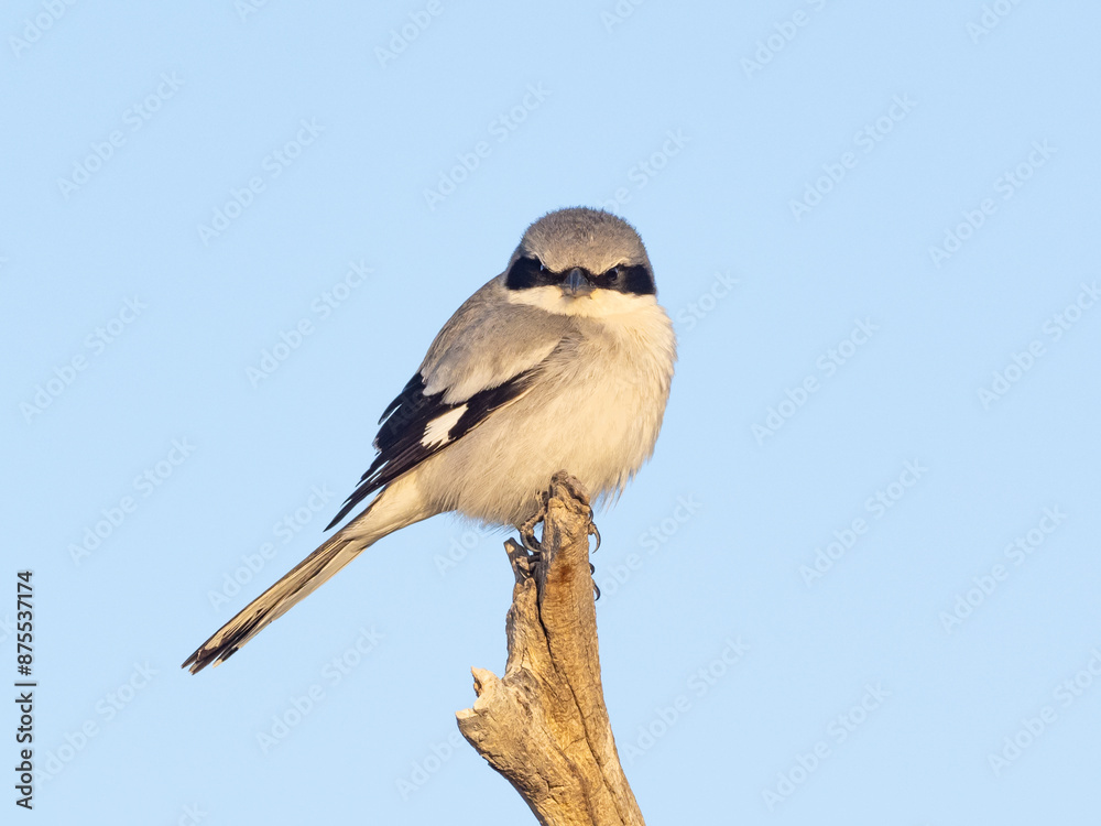 Close up of a Loggerhead Shrike looking directly at the camera, perched in the open with a pale blue sky behind