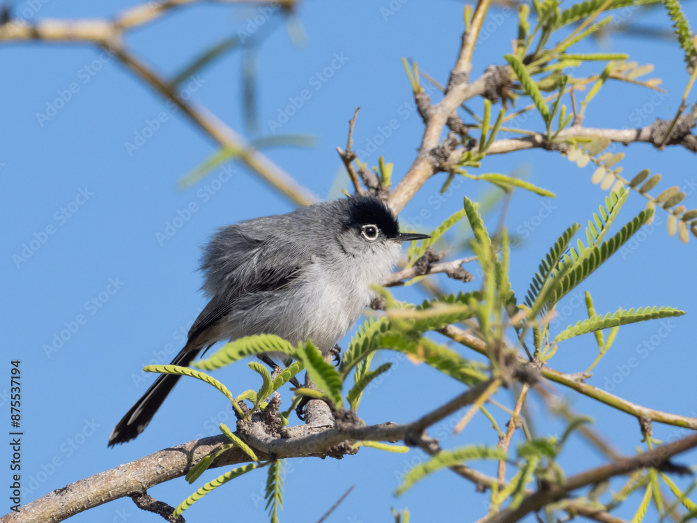 Male Black-tailed Gnatcatcher perched in a tree Male Black-tailed Gnatcatcher perched in a tree