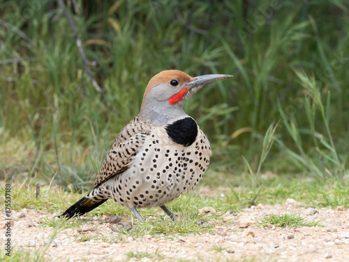 Close up of a male Gilded Flicker feeding on the ground photo