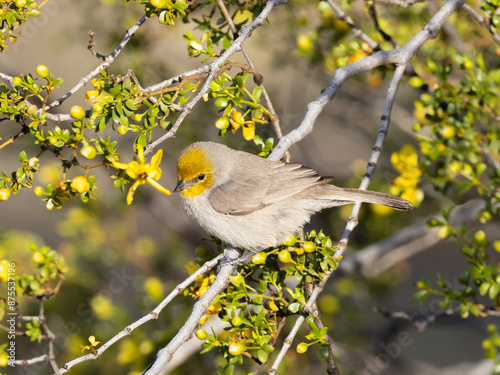 Adult Verdin perched amongst bright green leaves and yellow flower buds photo