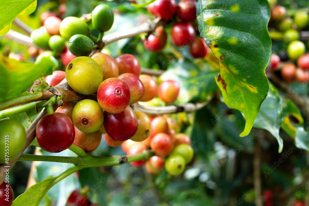 Organic Colombian coffee with farmers picking on the farm. harvesting robusta and arabica coffee berries by farmers hands, worker harvests arabica coffee berries on its branch, harvest concept.