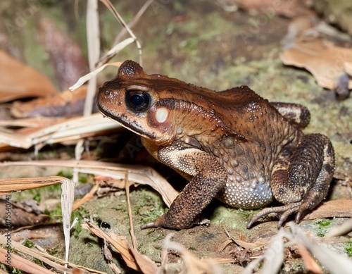 Nature wildlife image of Spiny Slender Toad (Ansonia spinulifer). photo