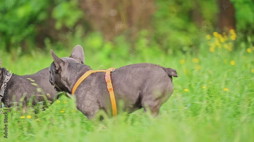 Two French bulldogs running in the park on green grass Two French bulldogs running in the park on green grass