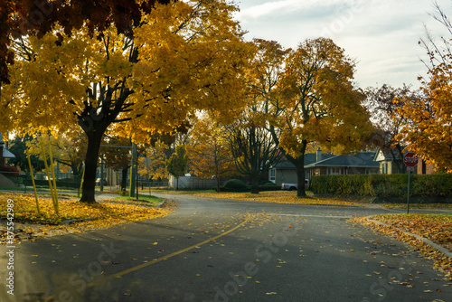 fallen leaves on residential street. High quality photo