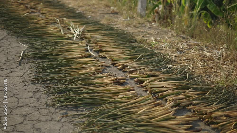 Cut lemongrass plant stem stacked aligned on the asphalt of a road in Vietnam