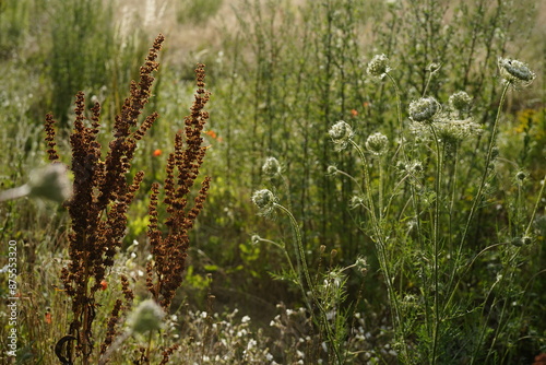 close-up of a wild meadow (daucus carota) in the evening sun