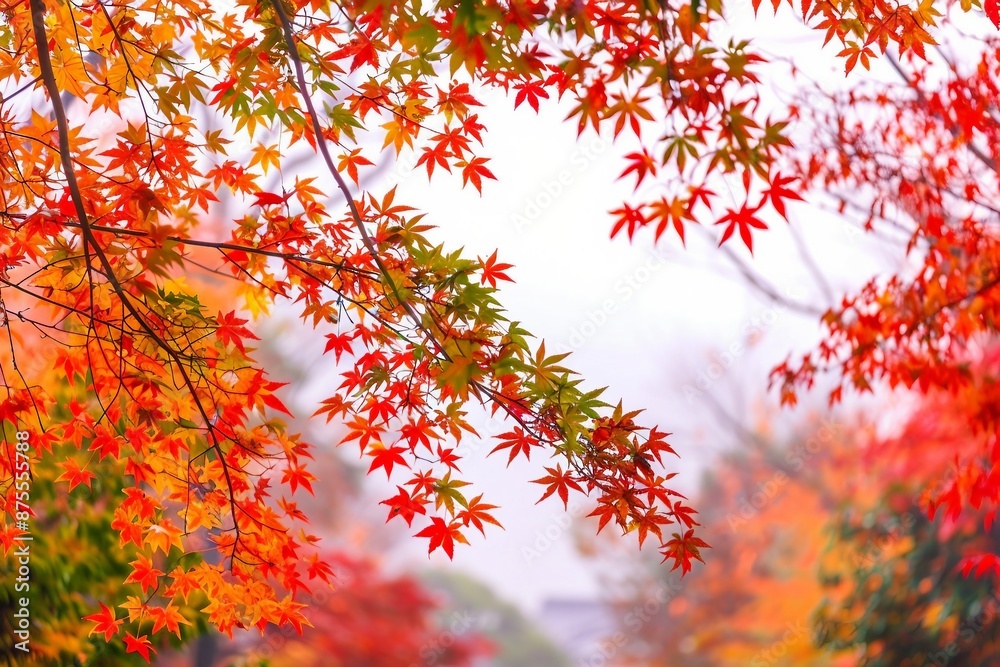 Beautiful autumn leaves that turned red in autumn in Japan Beautiful autumn leaves that turned red in autumn in Japan