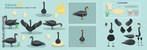 Cute animated vector swan collection ready to animate with multiple poses and positions rig ready set, animals, nature. 