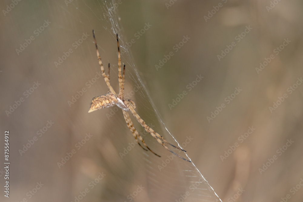 Araña tejedora de esfera negra y amarilla (Argiope lobata) desde otra perspectiva Araña tejedora de esfera negra y amarilla (Argiope lobata) desde otra perspectiva