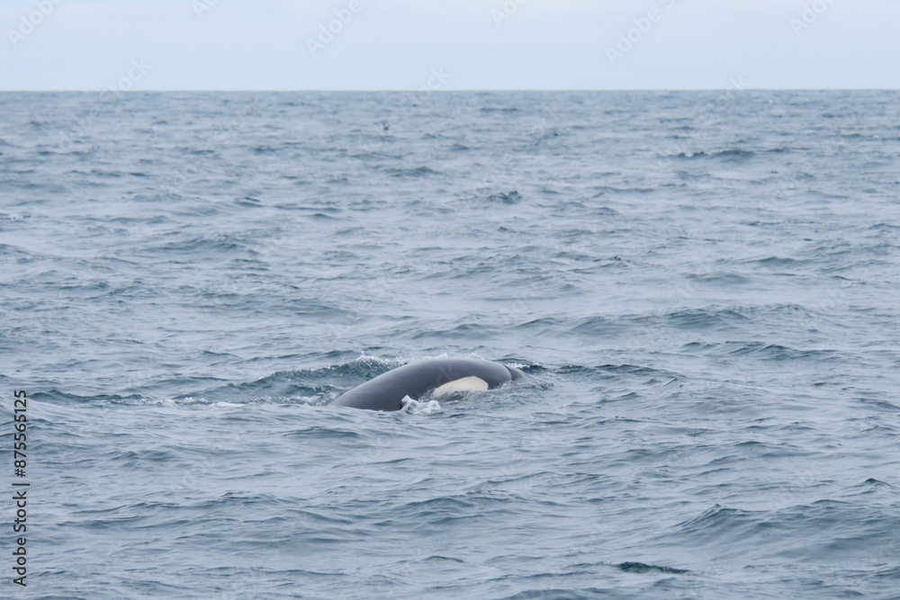 Fototapeta premium 知床半島に訪れるシャチ