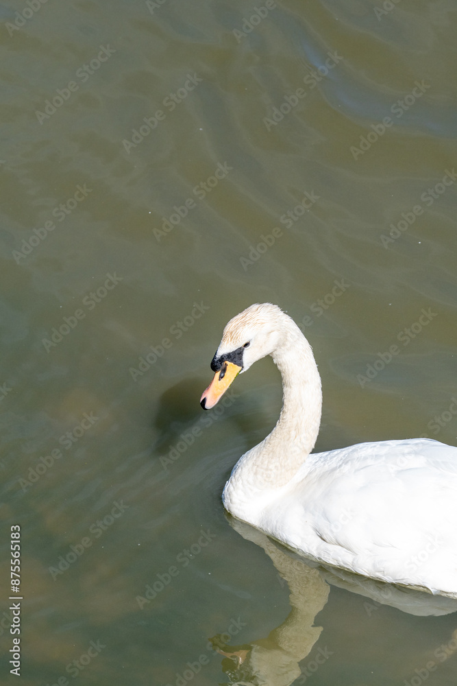Snowy Reservoir Serenity with Elegant Swans Snowy Reservoir Serenity with Elegant Swans