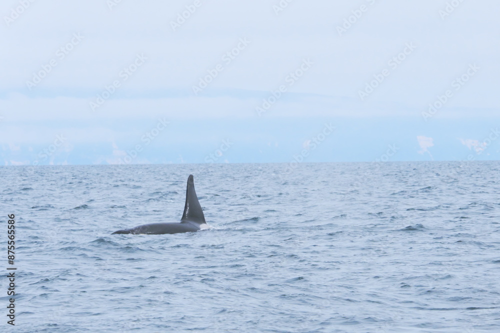 Naklejka premium 知床半島に訪れるシャチ