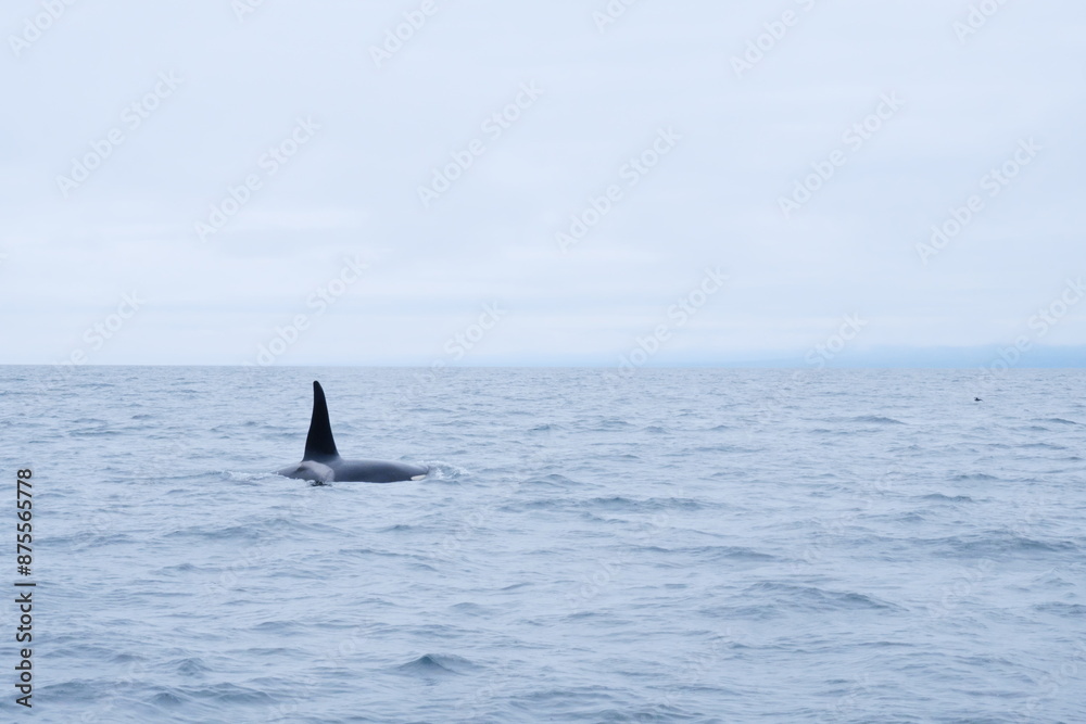Fototapeta premium 知床半島に訪れるシャチ