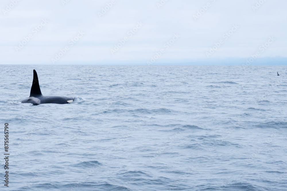 Naklejka premium 知床半島に訪れるシャチ