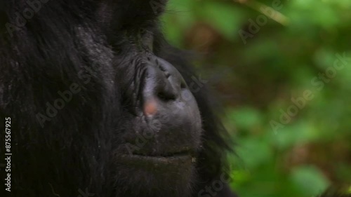 Close-Up Slow Motion Shot Of Chimpanzee Eating In National Park - Gisakura, Rwanda photo