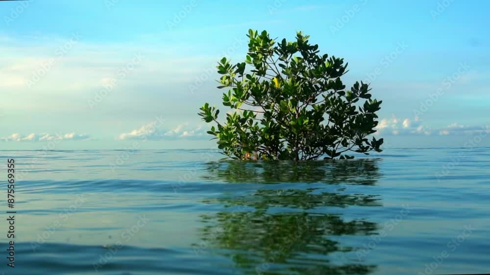 Lockdown Shot Of Green Plant Growing In Sea Against Clear Sky - Dar es Salaam, Tanzania Lockdown Shot Of Green Plant Growing In Sea Against Clear Sky - Dar es Salaam, Tanzania