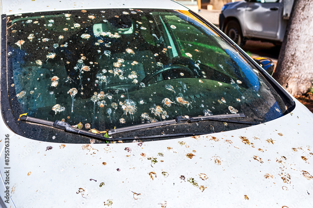 Car and windshield covered with bird droppings. Parked automobile is splattered with bird excrement