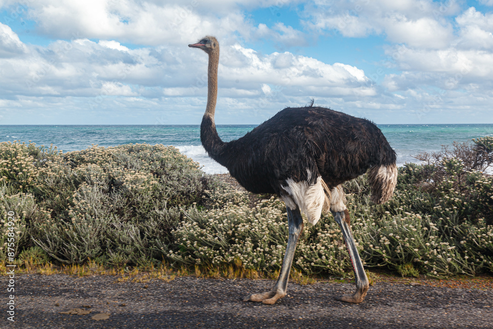 Male Ostrich walking on the Road in Western Cape, Cape Town, South Africa