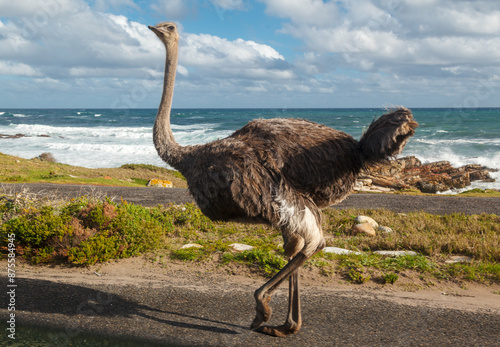 Ostrich on the Road Western Cape South Africa