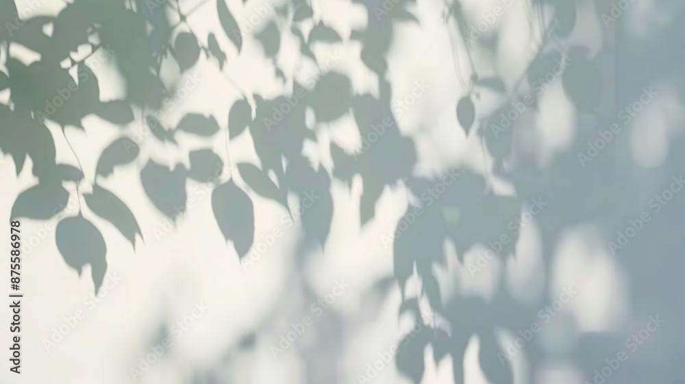 Leaf Shadows on White Surface.