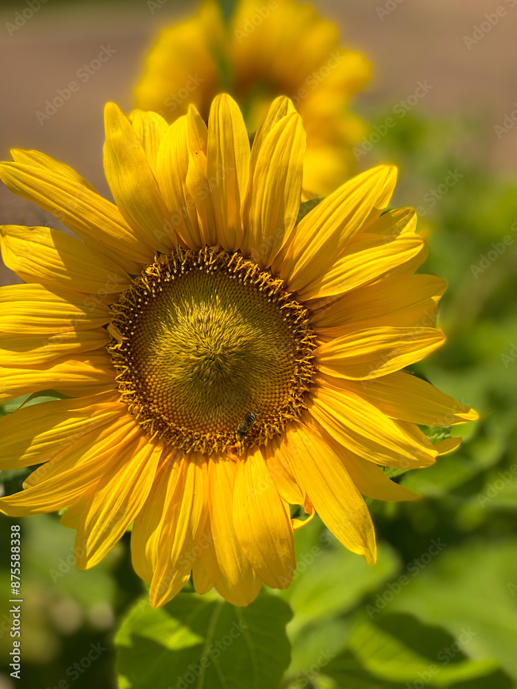 Sunflower in the garden in the sunny day. Beautiful yellow big flower with bright petals and seeds Sunflower in the garden in the sunny day. Beautiful yellow big flower with bright petals and seeds