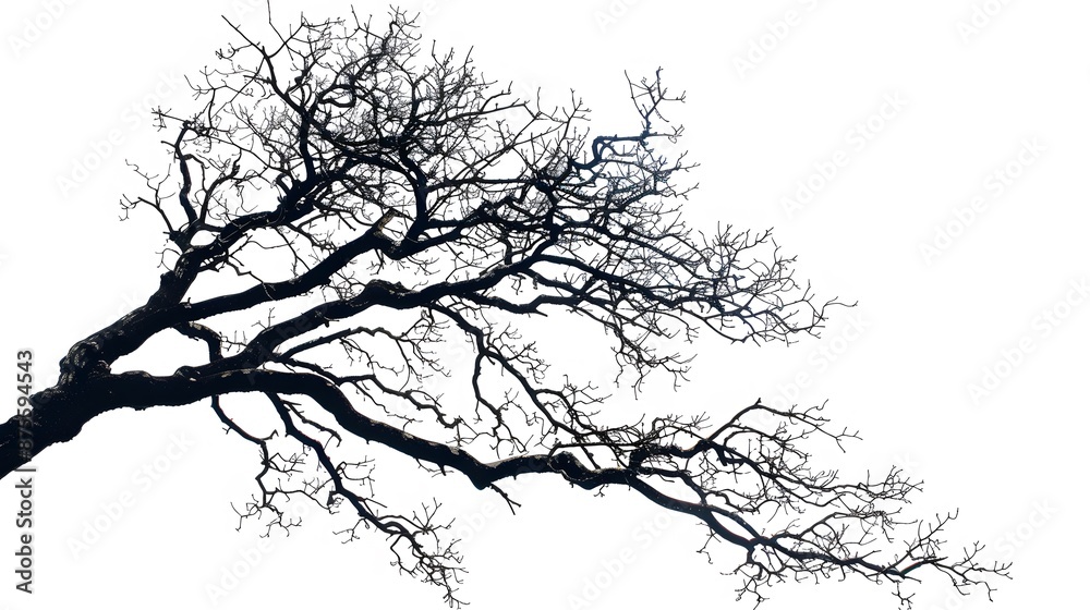 Fototapeta premium Details dried black leafless tree branches of big tree silhouette on white sky background,isolated. 