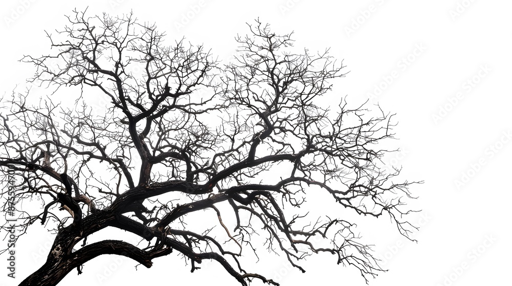 Fototapeta premium Details dried black leafless tree branches of big tree silhouette on white sky background,isolated. 