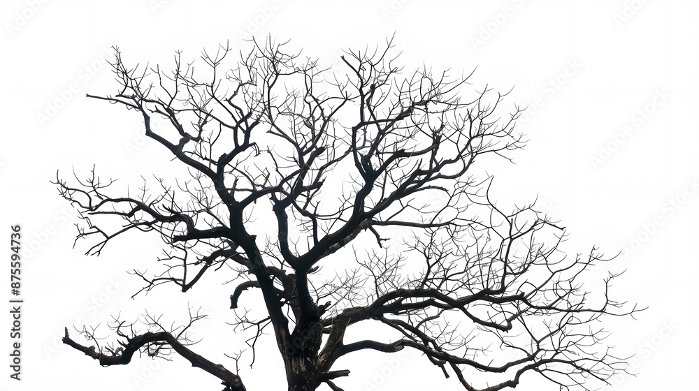 Fototapeta premium Details dried black leafless tree branches of big tree silhouette on white sky background,isolated. 