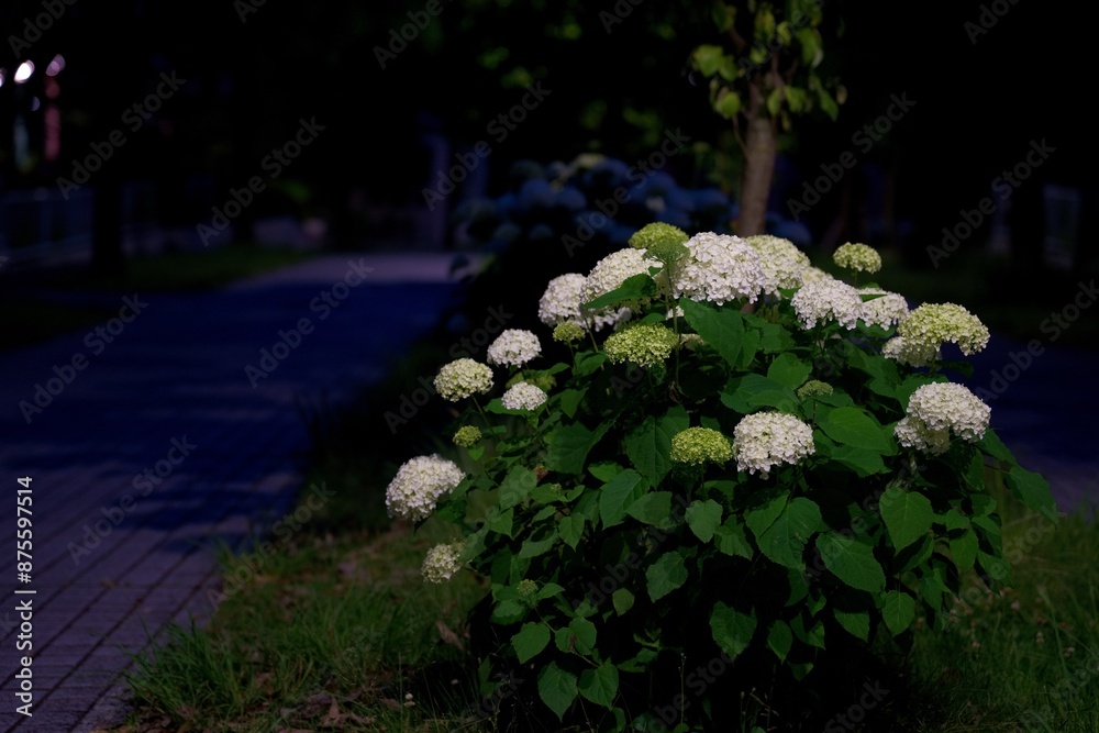 Obraz na plátně Tokyo,Japan - June 9, 2024: White Annabelle or hydrangea macrophylla along a pat