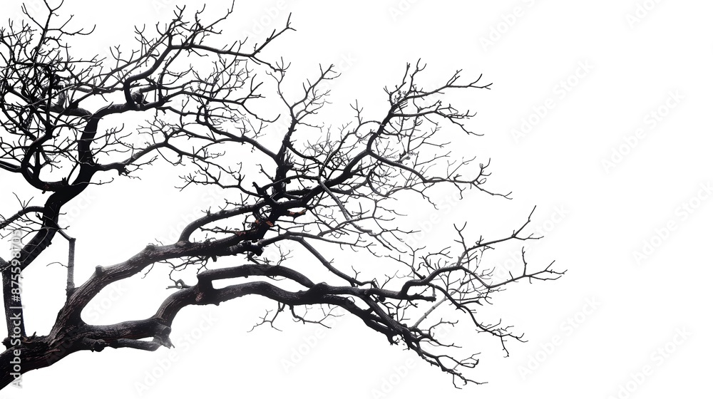 Fototapeta premium Details dried black leafless tree branches of big tree silhouette on white sky background,isolated. 