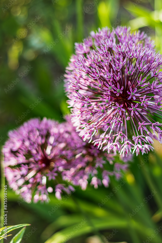 Flower head of Allium aflatunense Purple Sensation on green nature background Flower head of Allium aflatunense Purple Sensation on green nature background
