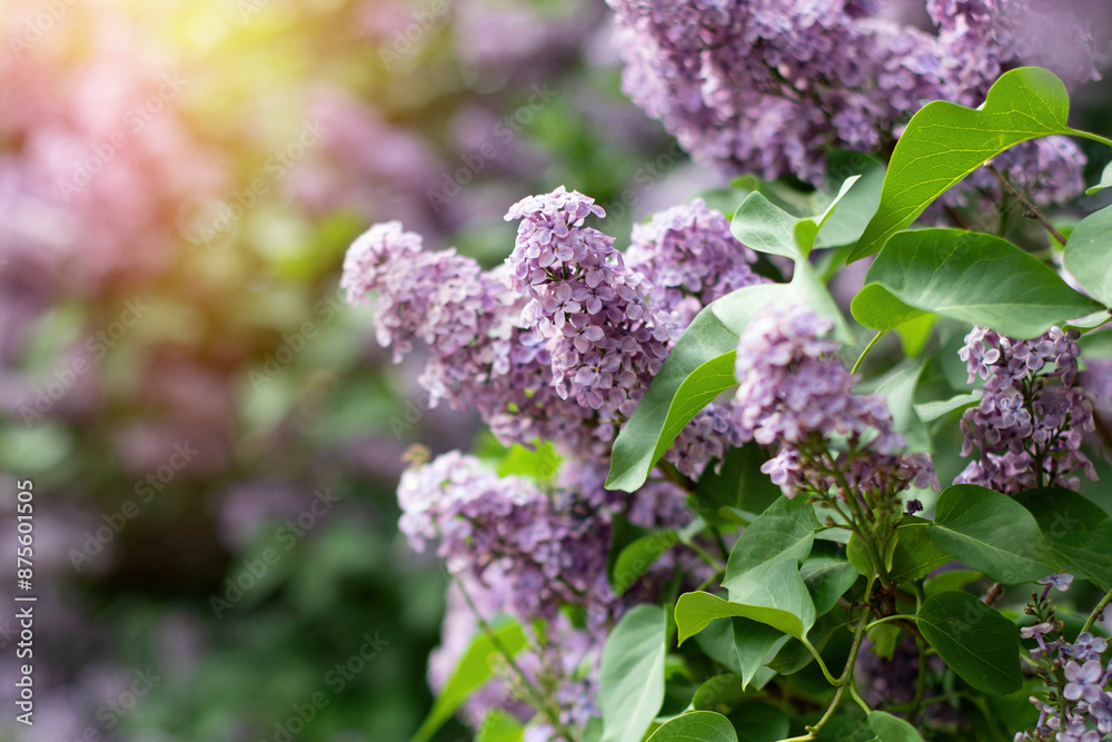 Obraz premium Bush of violet lilac in summer park in sunrise time