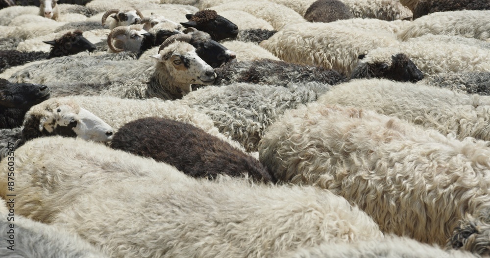 Fototapeta premium Close-up of Diverse Flock of Sheep at a Traditional Ukrainian Farm in the Carpathian Mountains, Essential to Local Cheese Production