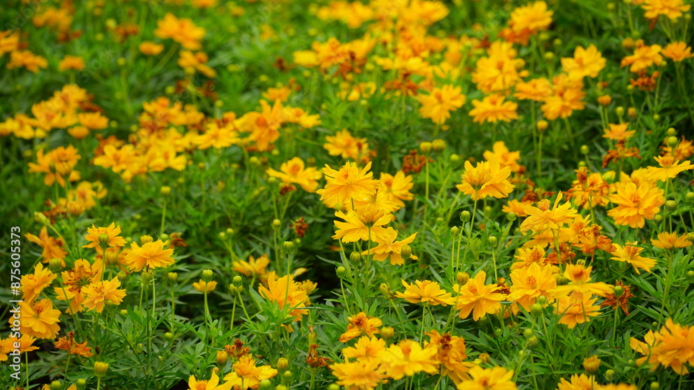 Obraz premium Close-up of Cosmos bipinnatus flower blooming in the field