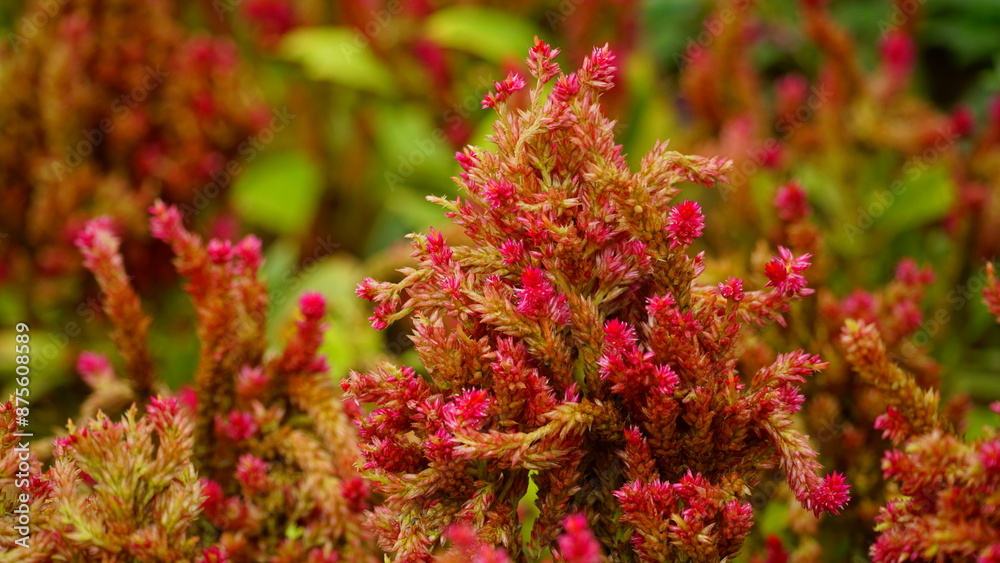 Close-up of red Amaranthus flowers blooming Close-up of red Amaranthus flowers blooming