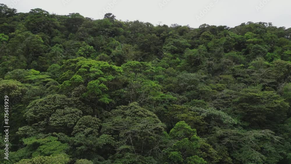 The forest is in the fog. Drone flight, aerial filming The forest is in the fog. Drone flight, aerial filming