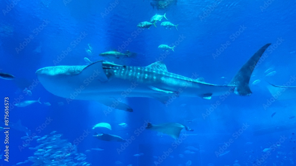 Fototapeta premium whale shark