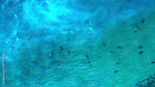 Wallpaper Mural Aerial Top Forward Scenic Shot Of Sharks Swimming Together In Wavy Undersea - Hadera, Israel Torontodigital.ca