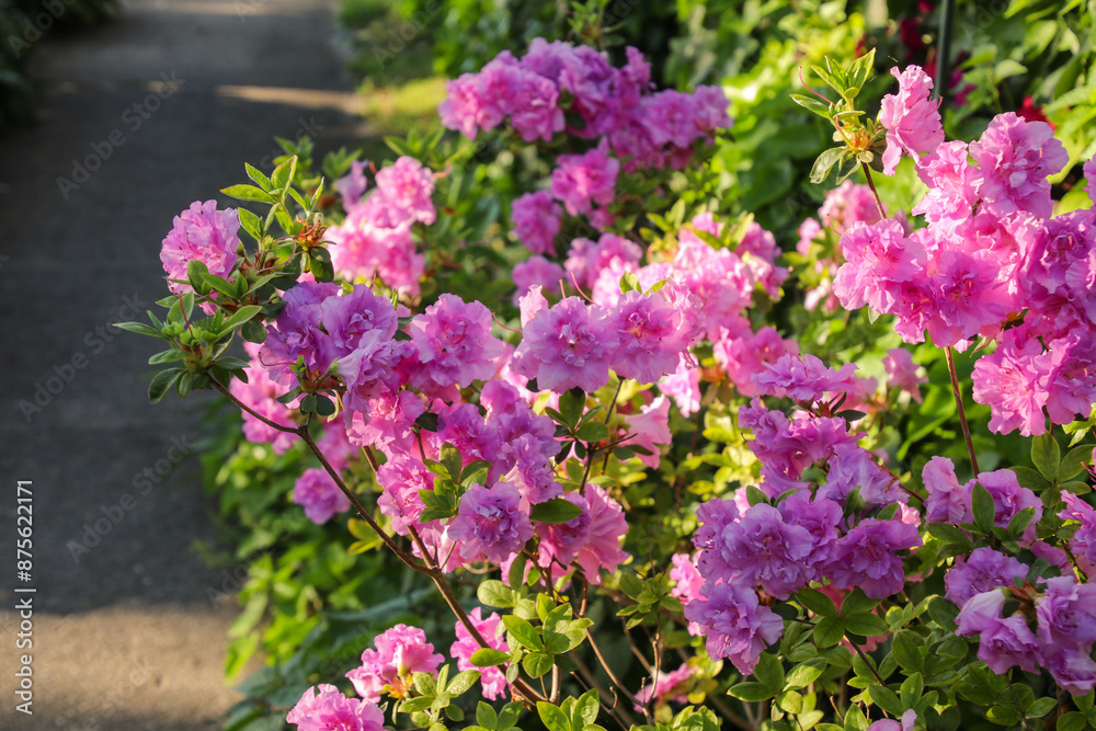 flowers in the garden