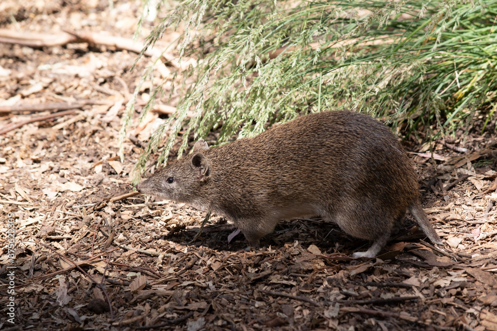 Bandicoots are about the size of a rat and have a pointy snout, humped back, thin tail and large hind feet Bandicoots are about the size of a rat and have a pointy snout, humped back, thin tail and large hind feet
